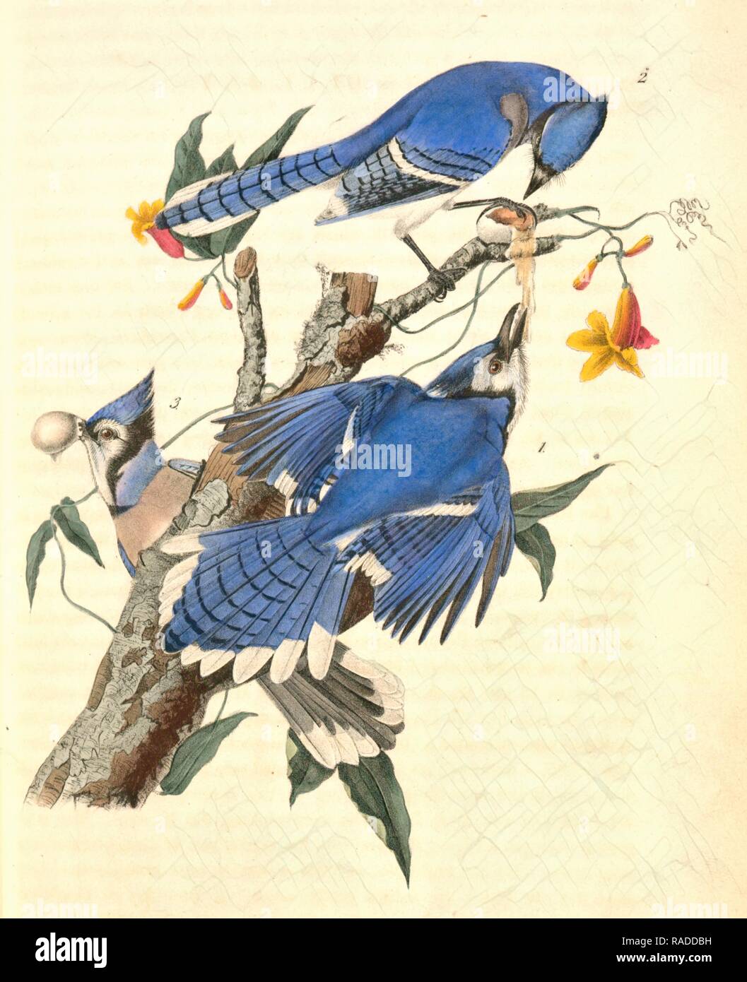 Blue Jay. 1. Male. 2. &amp, 3. Female. (Trumpet flower. Bignonia radicans.), Audubon, John James, 1785-185 reimagined Stock Photo