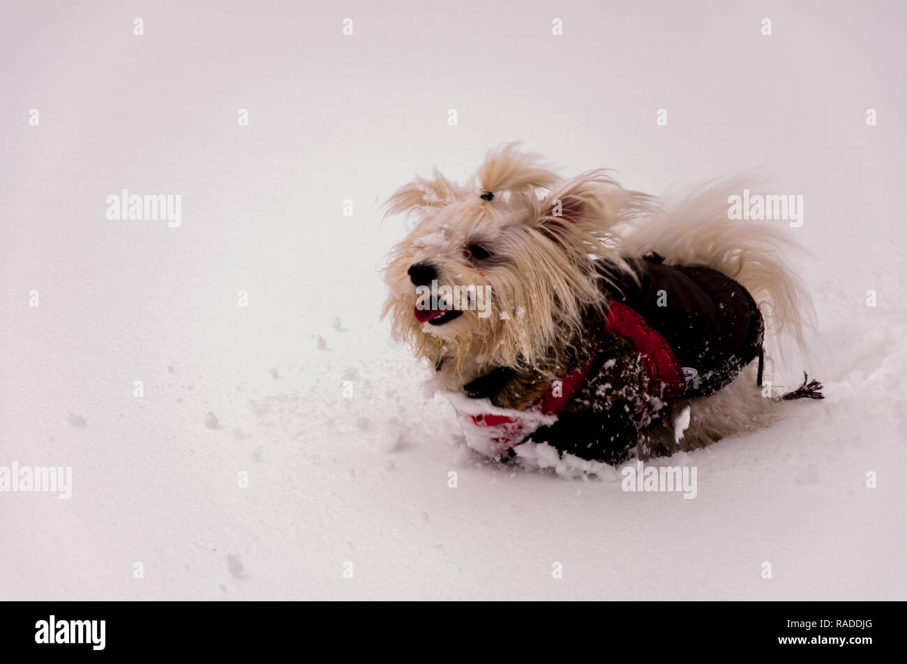Cute beige poodle enjoying the time in the snow on the mountain Stock ...