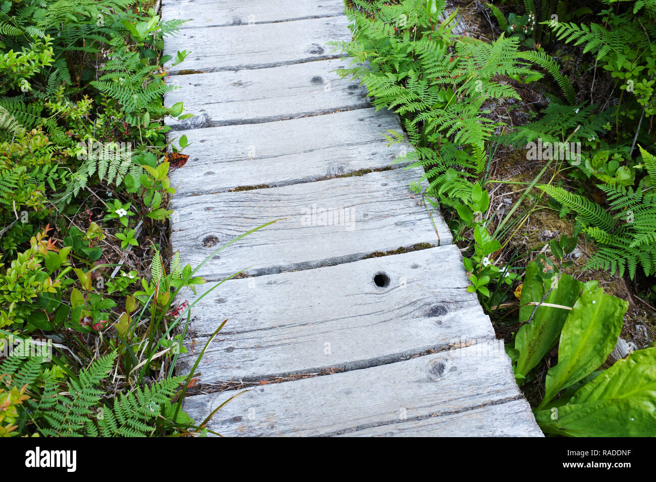 Boardwalk trail through old growth temperate rain forest, Sand Point Trail, Olympic National Park, Olympic Peninsula, Clallam County, Washington, USA Stock Photo