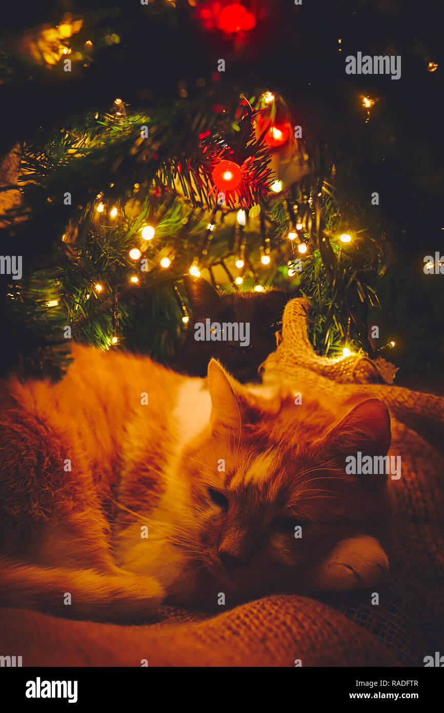 Two cats, orange and black, sleeping cozy under Christmas tree Stock