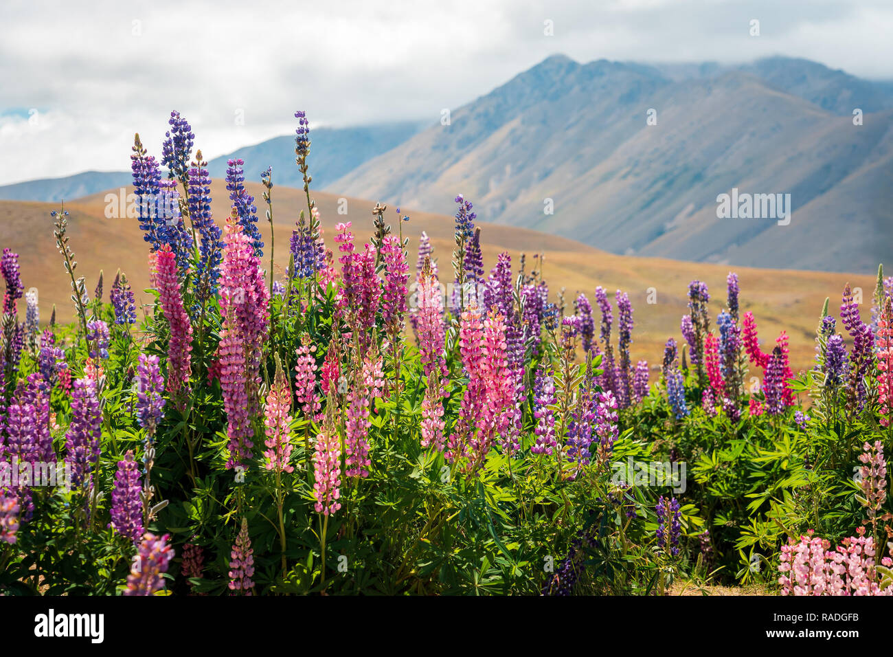 Picturesque location in New Zealand with lupins growing in the field Stock Photo