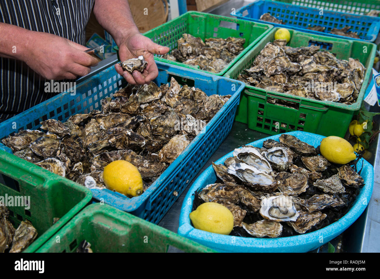 Oyster Farmer High Resolution Stock Photography and Images Alamy