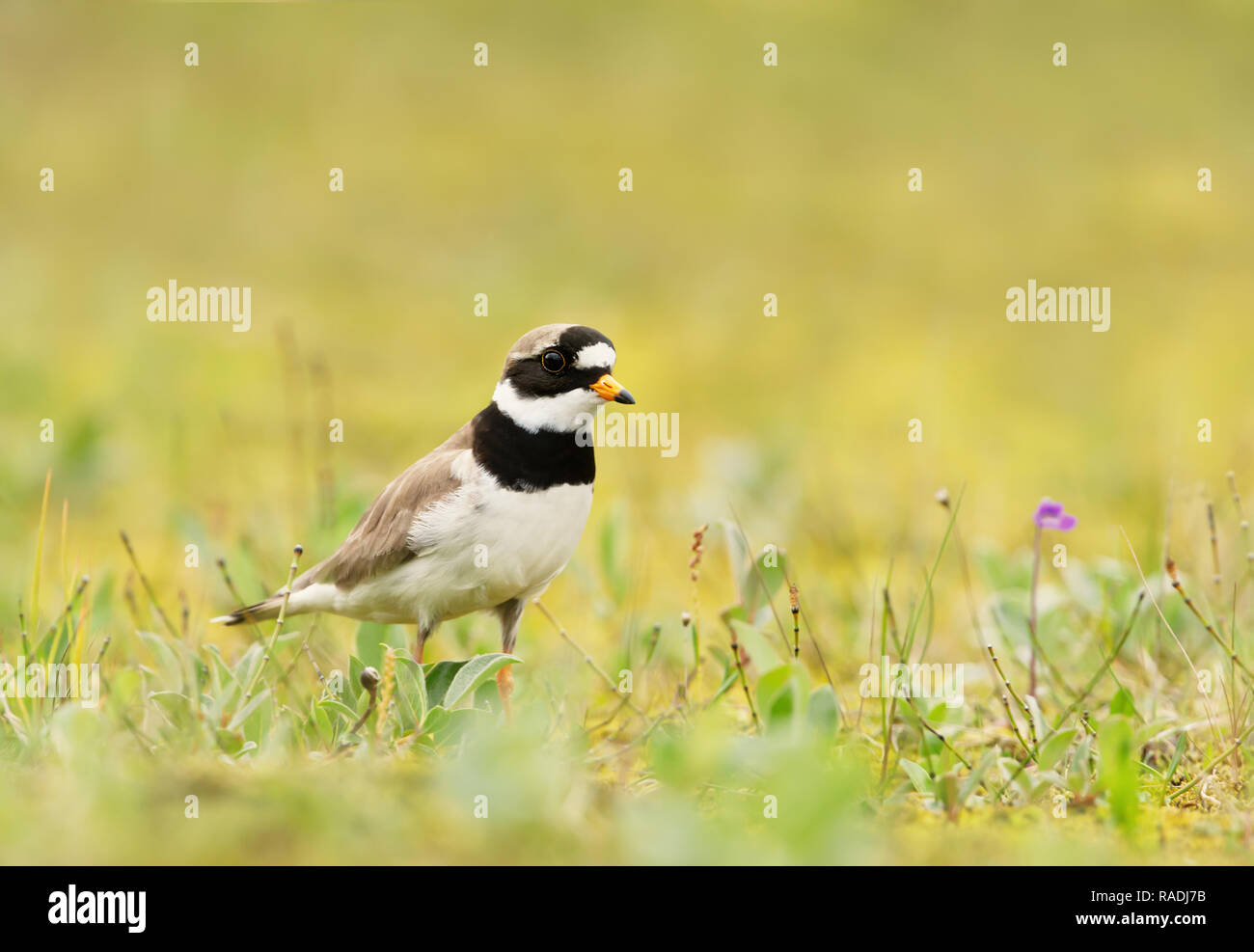 Common ringed plover (Charadrius hiaticula) standing in the grass, summer in Iceland. Stock Photo