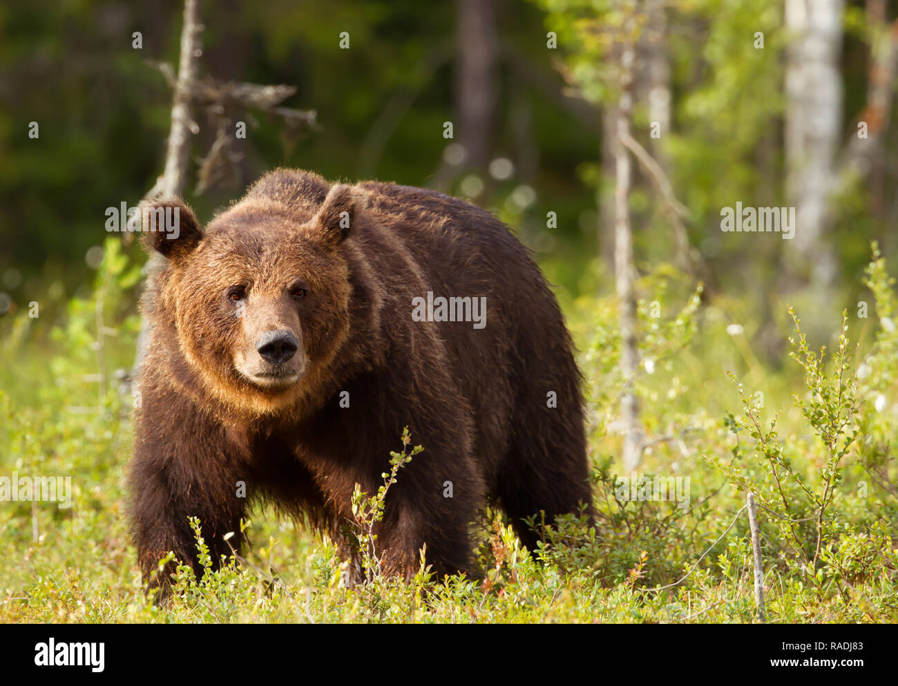 Close-up of European brown bear (ursos arctos) male in boreal forest, Finland. Stock Photo