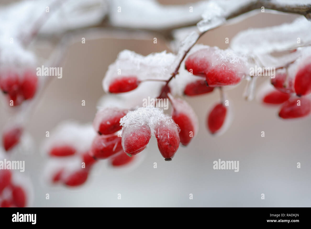 Backgrounds and texture: red frozen barberries covered with ice and snow Stock Photo