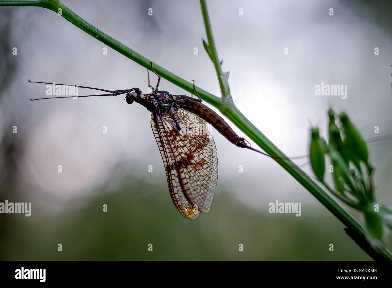 Silhouette of a Mayfly early one evening along the River Thames in the Chiltern Valley Oxfordshire. Stock Photo