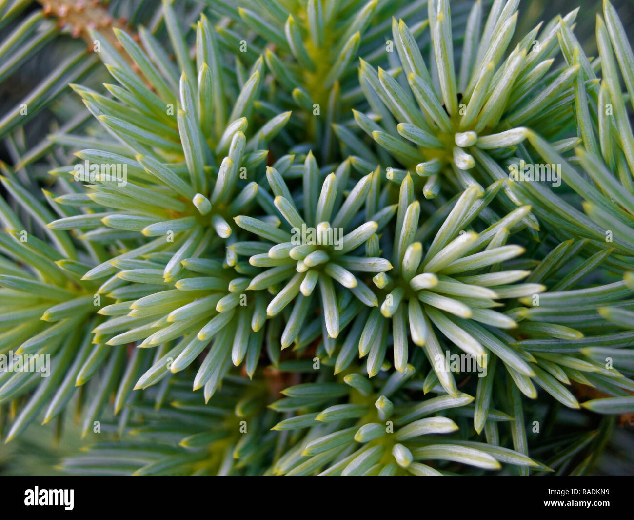 Backgrounds and textures: bunch of pine tree needles, closeup shot, seasonal abstract Stock Photo