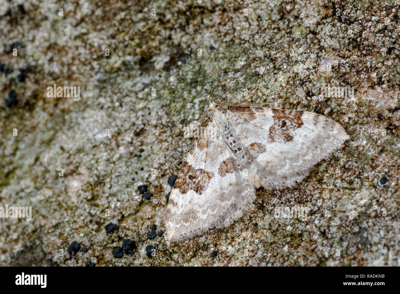 Silver-ground Carpet Xanthorhoe montanata, a geometrid moth known as a geometer moths (loopers) due to the larvae inching along in a looping motion. Stock Photo