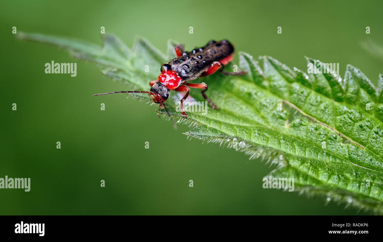 This is red form of one of the Soldier beetles Cantharidae or leatherwings known as Cantharis nigra. They typically appear all black as per the name. Stock Photo