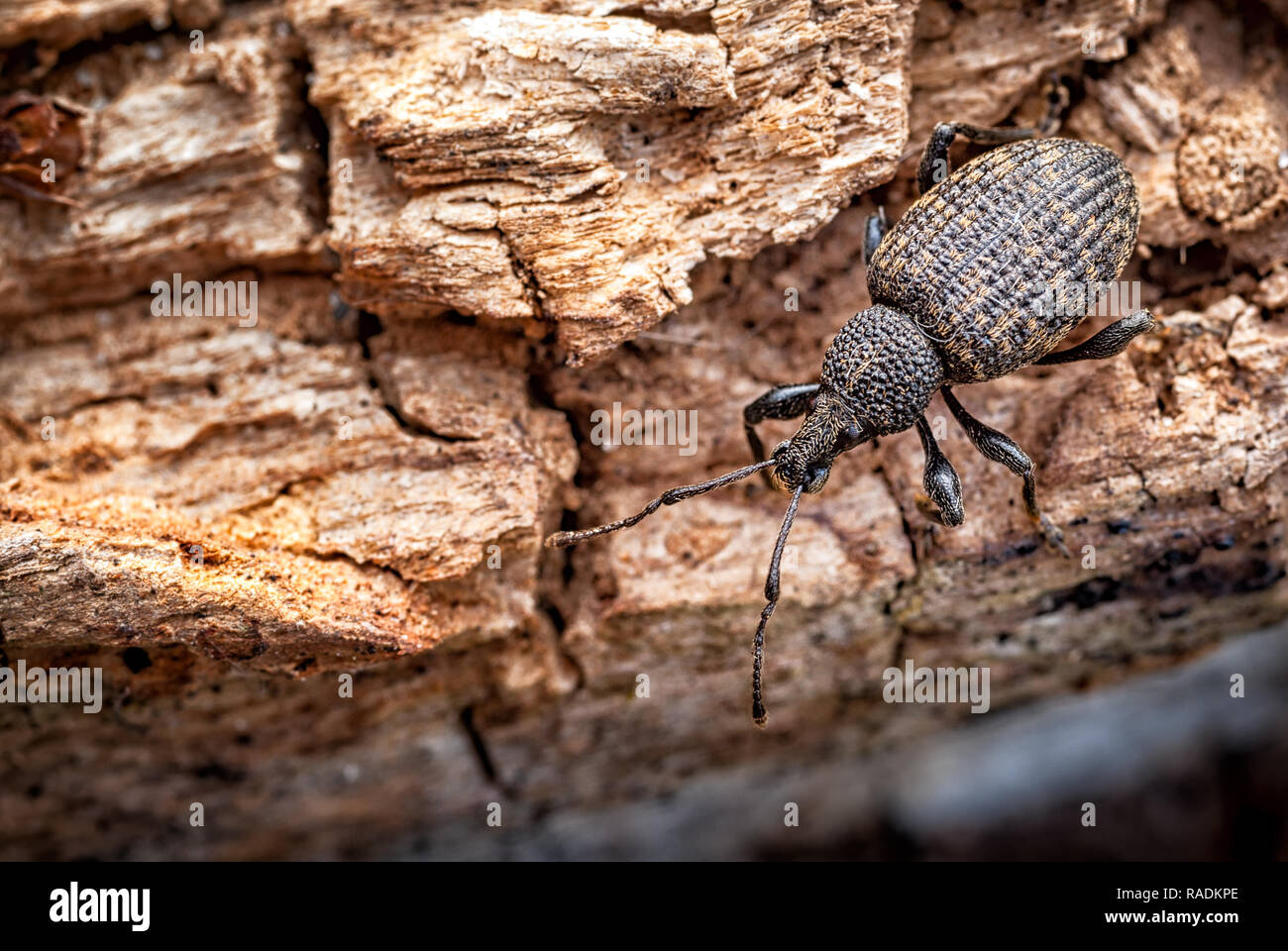 The vine weevil is commonly known as the Black Vine Weevil and the adult is indeed matt black. This weevil attacks both roots as a grub and leaves. Stock Photo