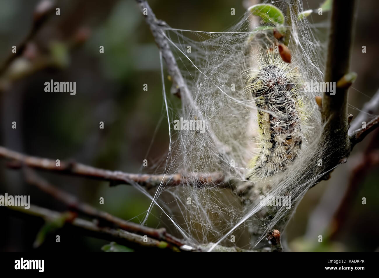 A pupa forms after a fully fed caterpillar enters the pupal stage on dwarf willow at Ainsdale local nature reserve on the Sefton coast. Stock Photo