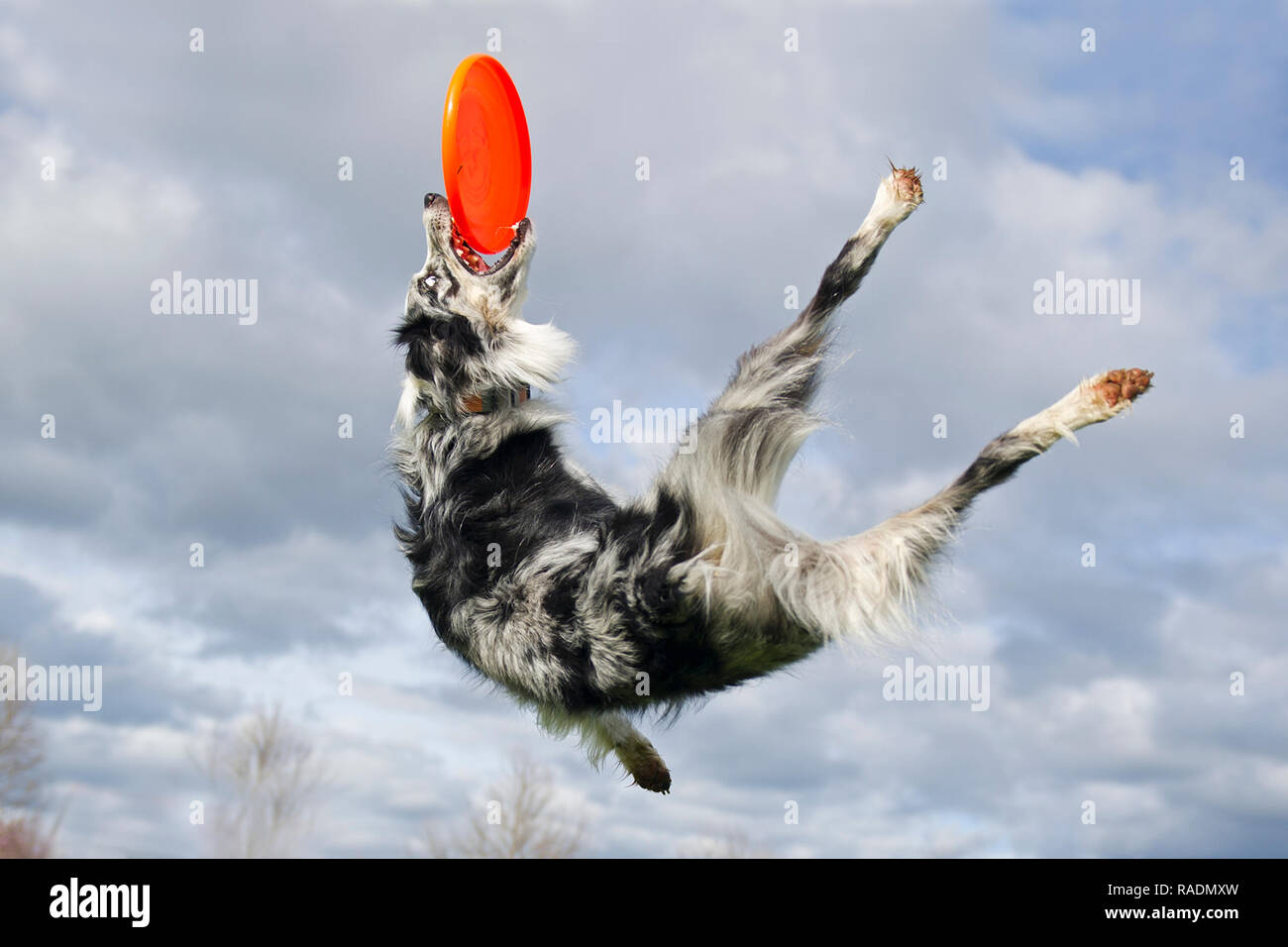 australian shepherd frisbee