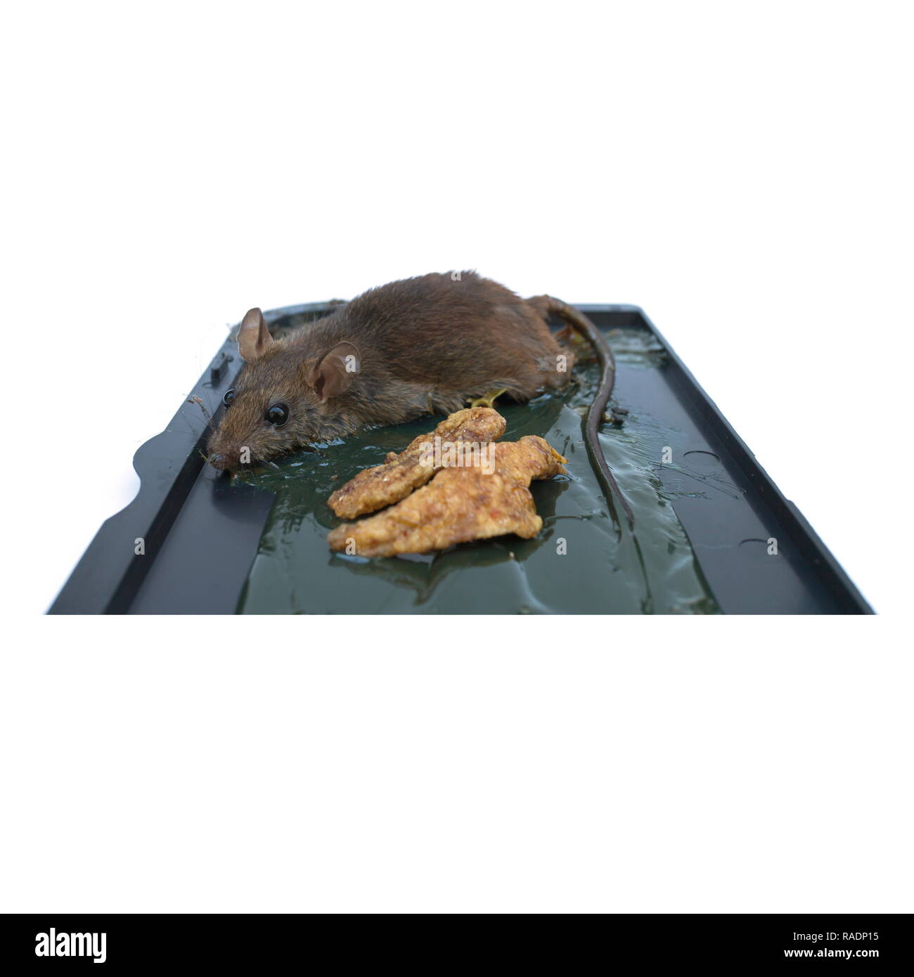 Dead mouse in glue trap Banque de photographies et d'images à