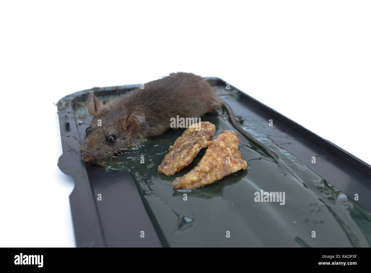 a rat trap killer Stock Photo - Alamy