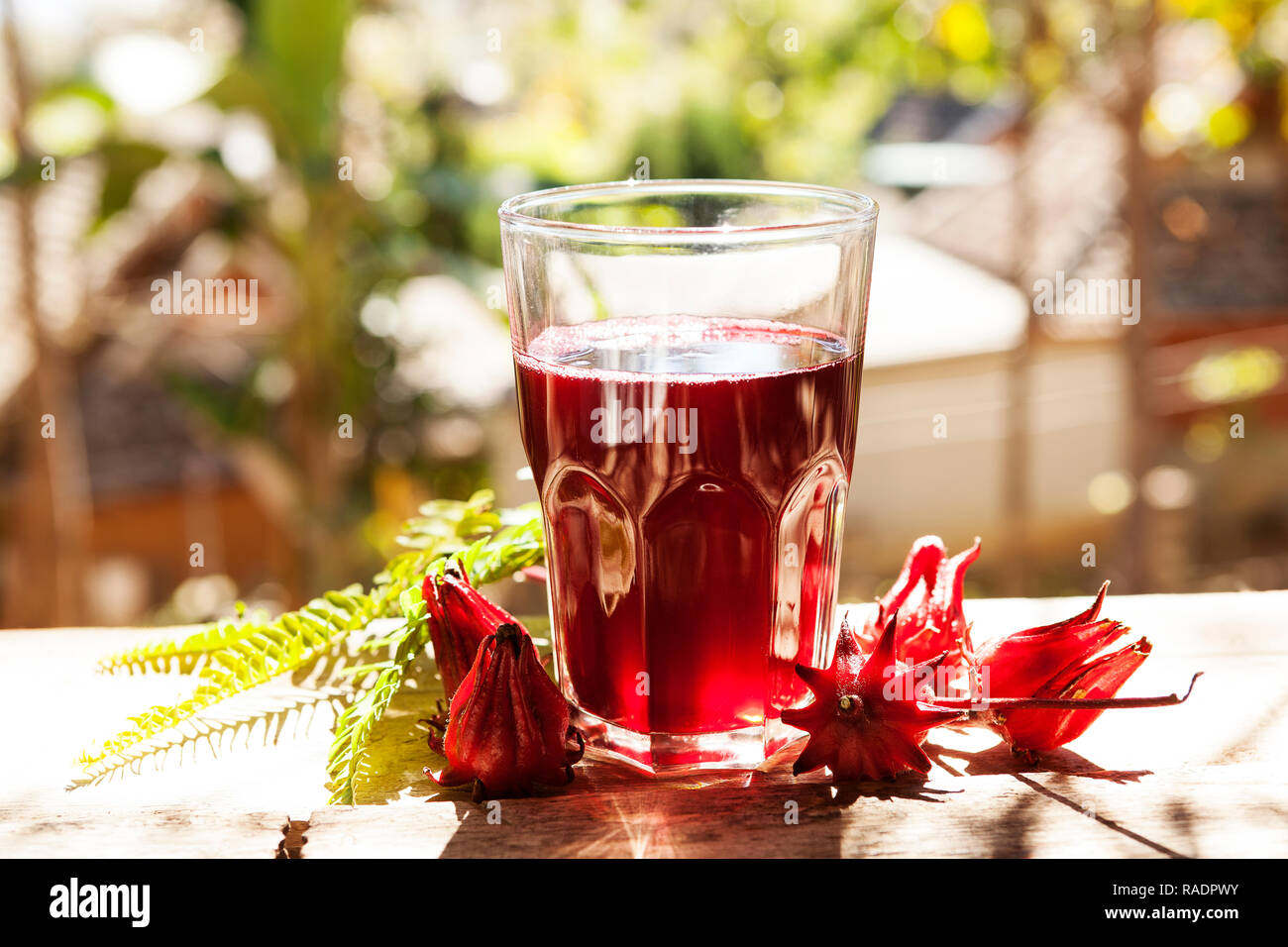 Details 48 flor de jamaica ingles Abzlocal.mx