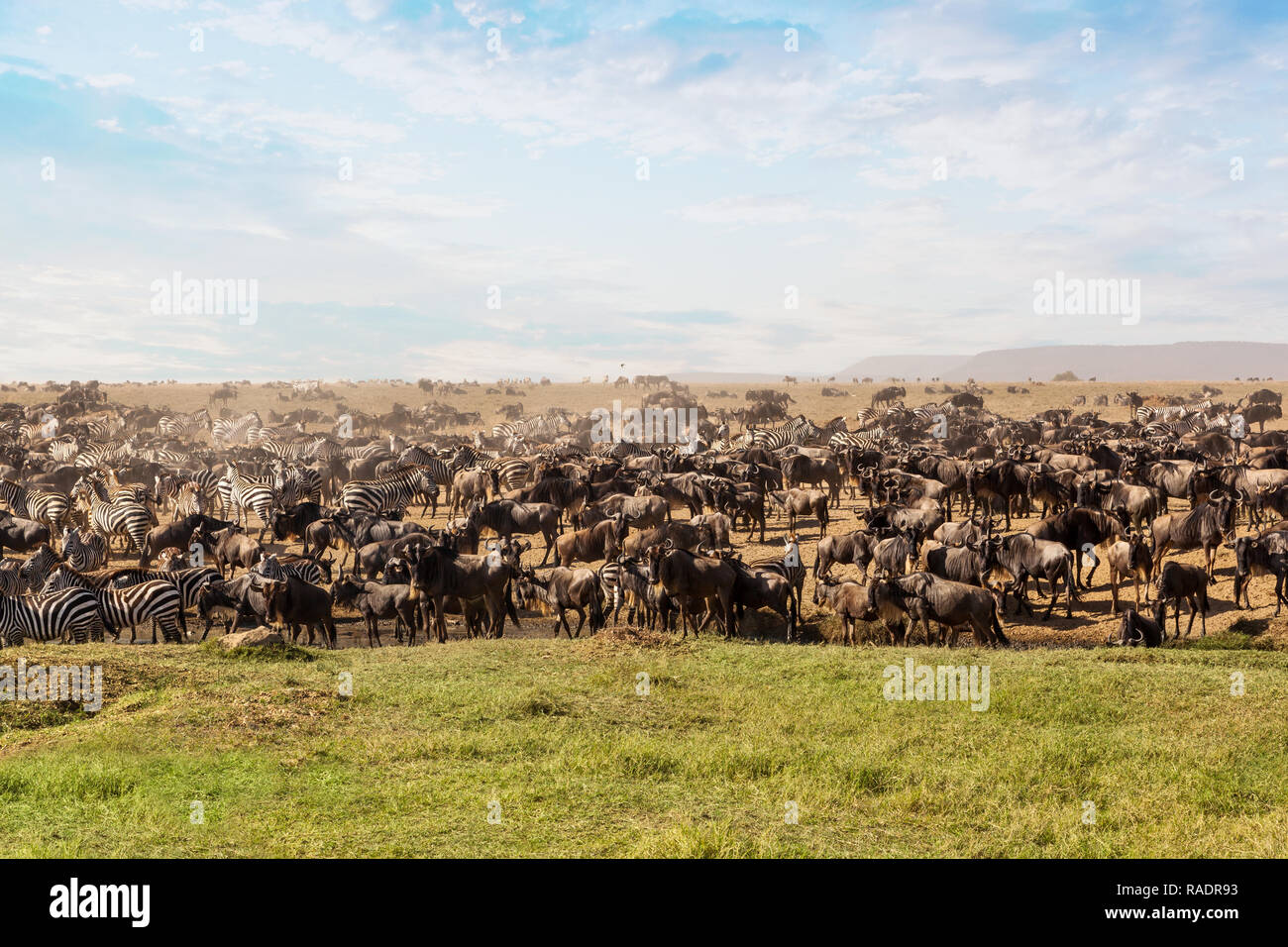 Large group of African safari animals in Serengeti national park, Tanzania,  Africa Stock Photo - Alamy
