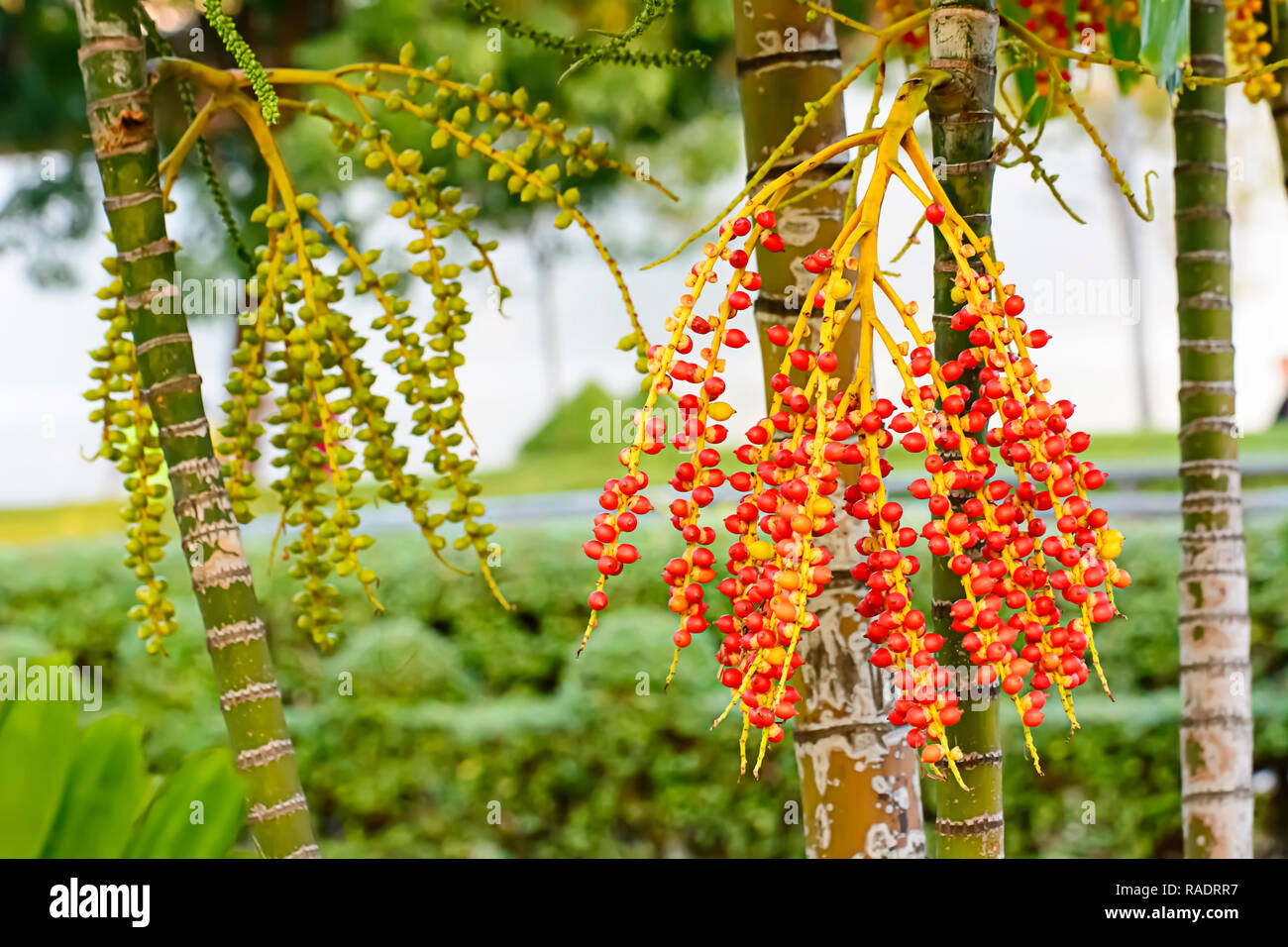 Areca catechu is a species of palm which grows in much of the tropical ...