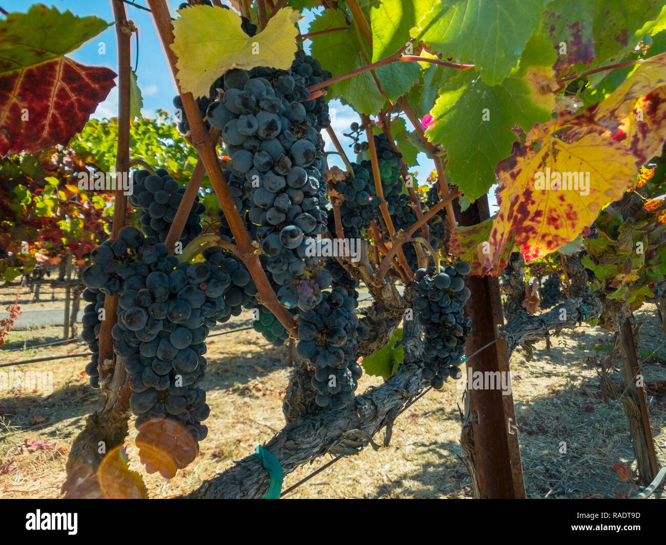 Grape Production Ripe Cultivation of grapes hi-res stock photography and images - Alamy