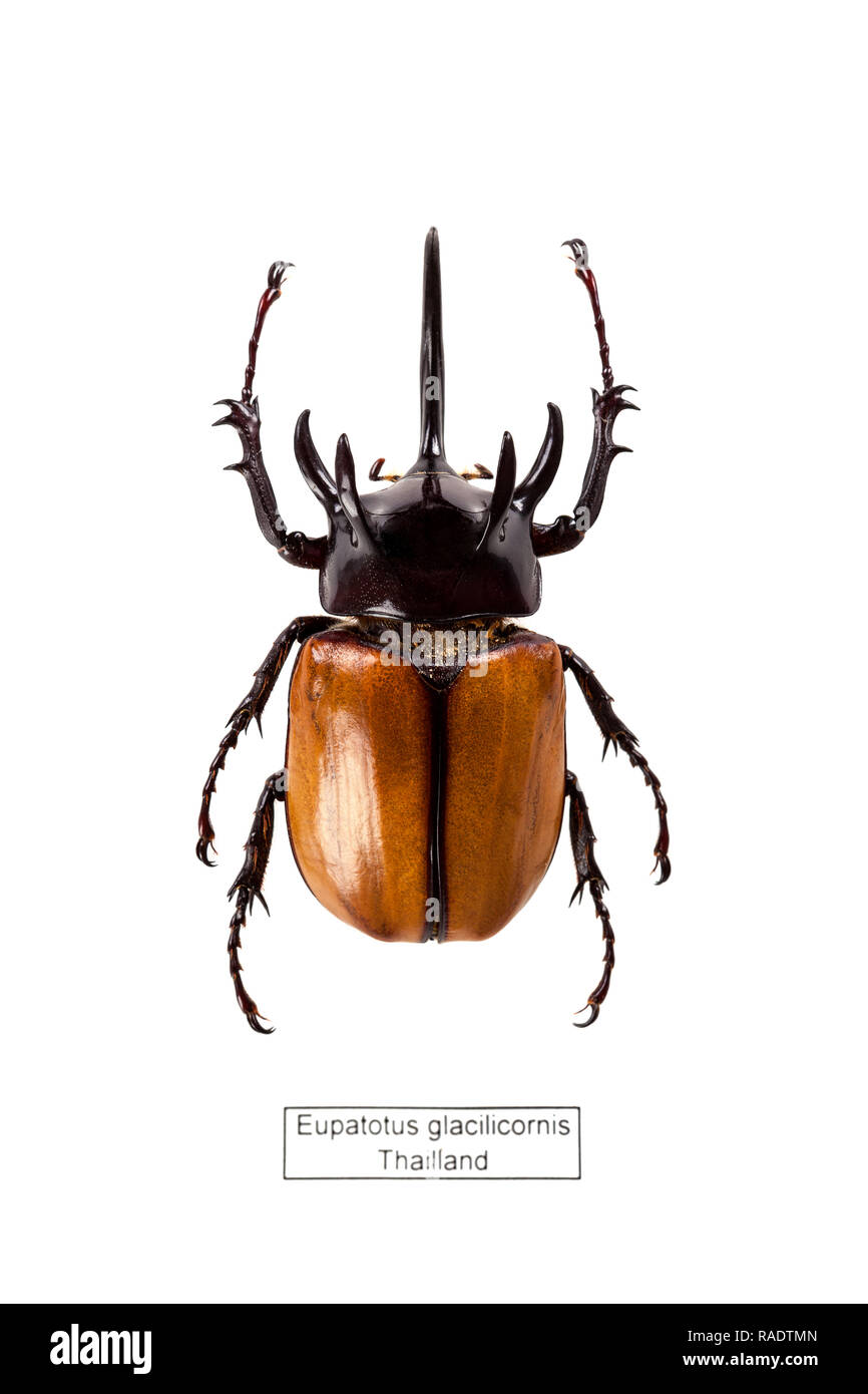 Amazon.com - TAXIBUGS Rare Giant 5 Horn Rhino Beetle