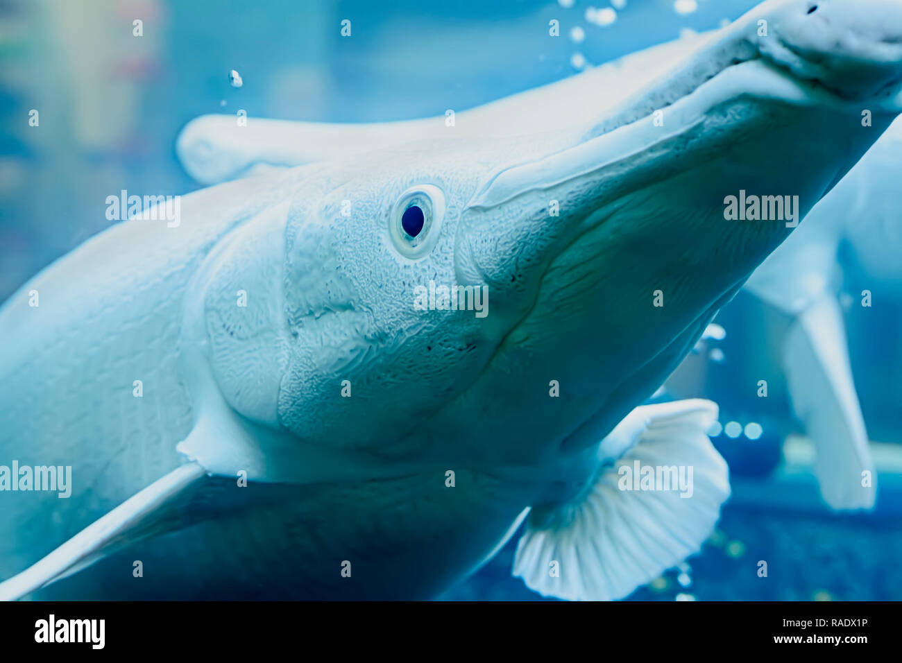 The alligator gar fish in the cabinet. Stock Photo