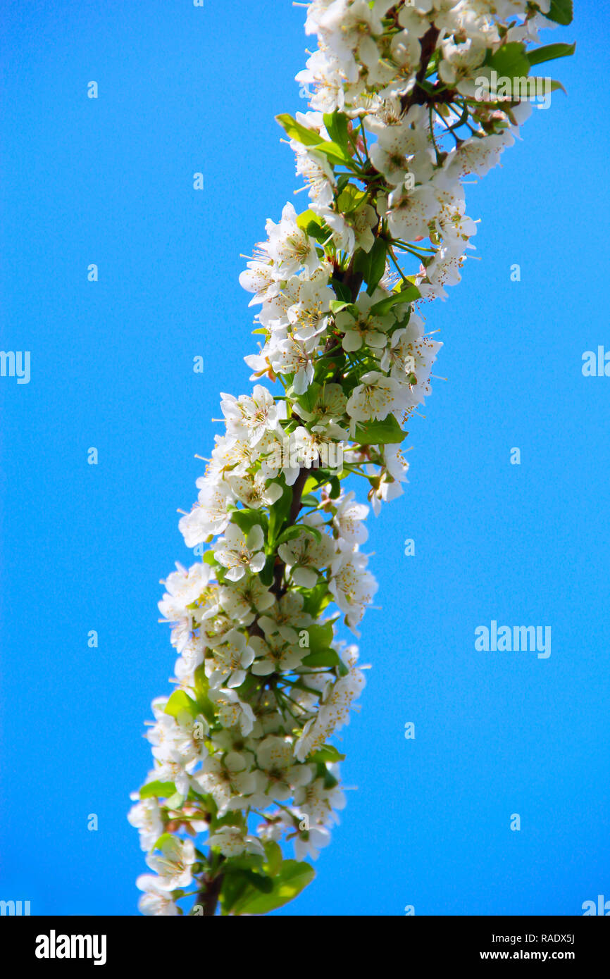 Branch of blossoming cherry on blue sky background in spring. Cherry blossom in spring. White flowers of cherry tree Stock Photo