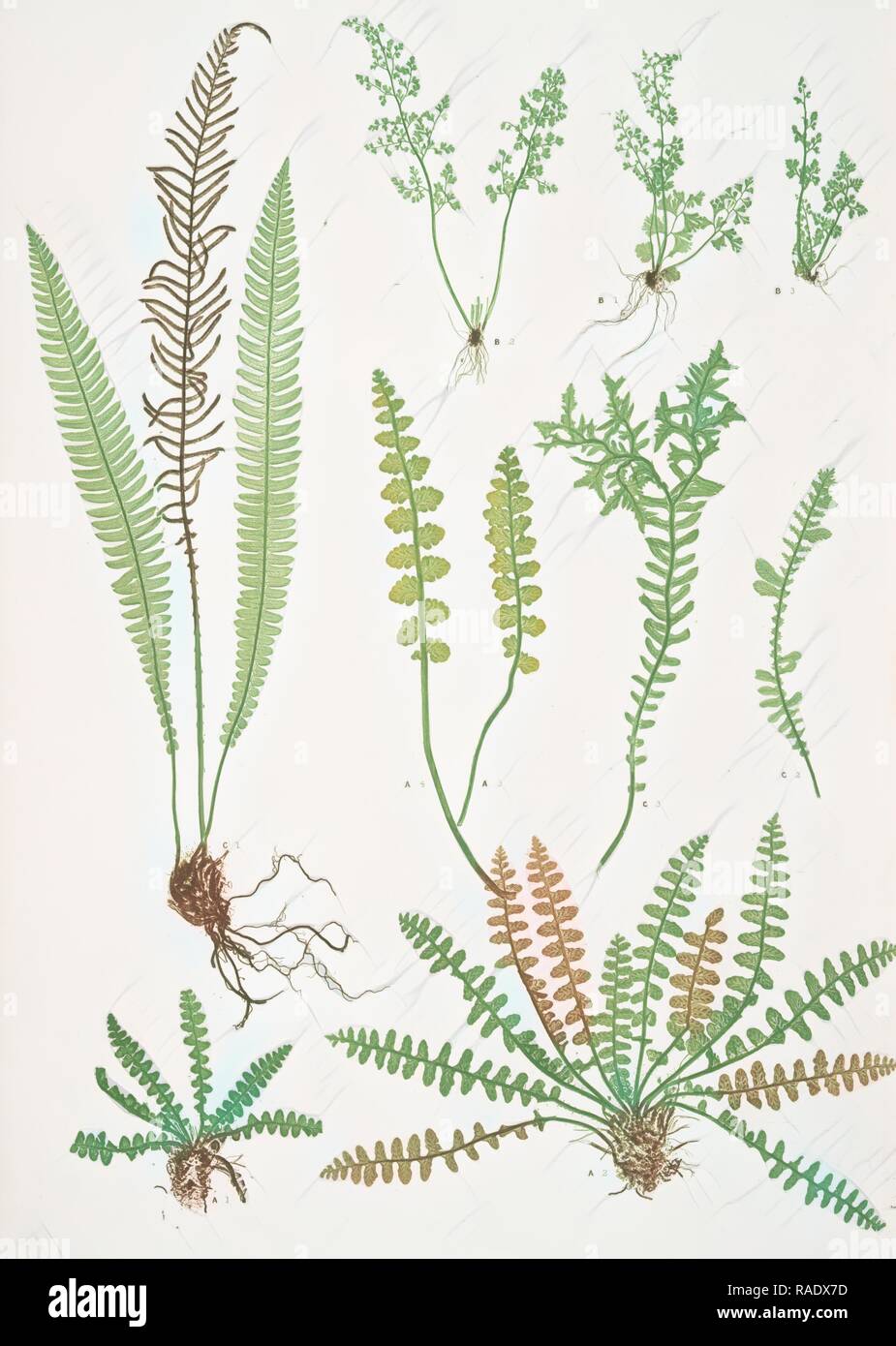 A. Ceterach officinarum. B. Gymnogramma leptophylla. C. Blechnum spicant. The scale fern, Scaly spleenwort, The small reimagined Stock Photo
