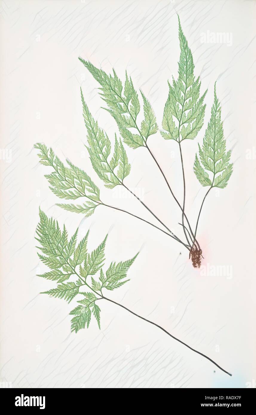 Asplenium Adiantum-nigrum acutum. The black maidenhair spleenwort, Bradbury, Henry Riley (1821-1887), (Illustrator reimagined Stock Photo