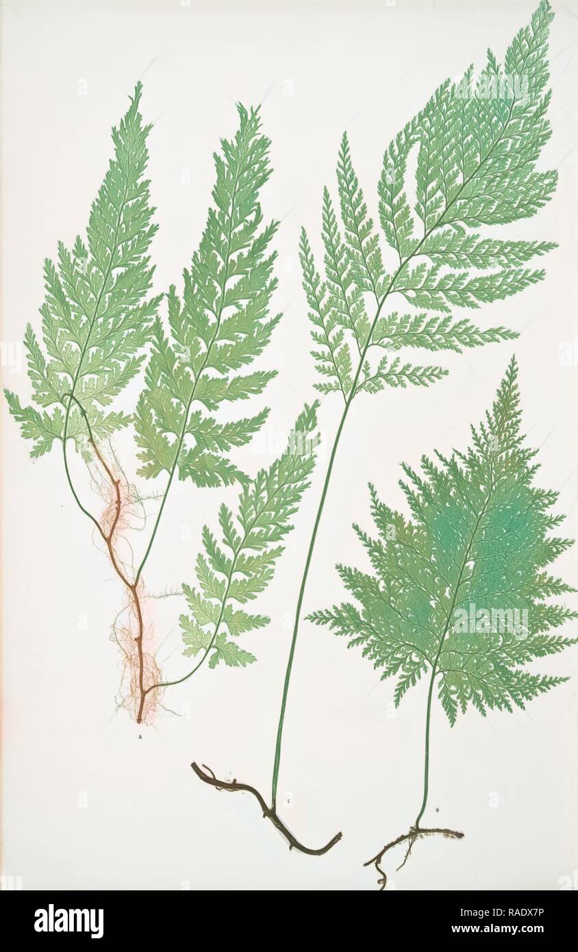 Trichomanes radicans. The European bristle fern, Bradbury, Henry Riley (1821-1887), (Illustrator), ferns of Great reimagined Stock Photo