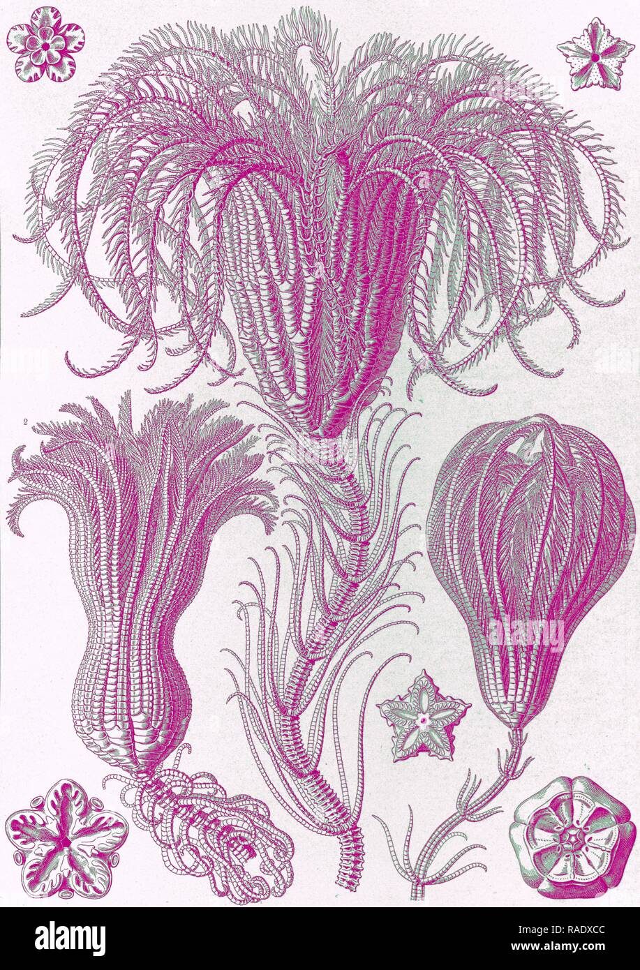 illustration-shows-marine-animals-crinoidea-palmensterne-1-print