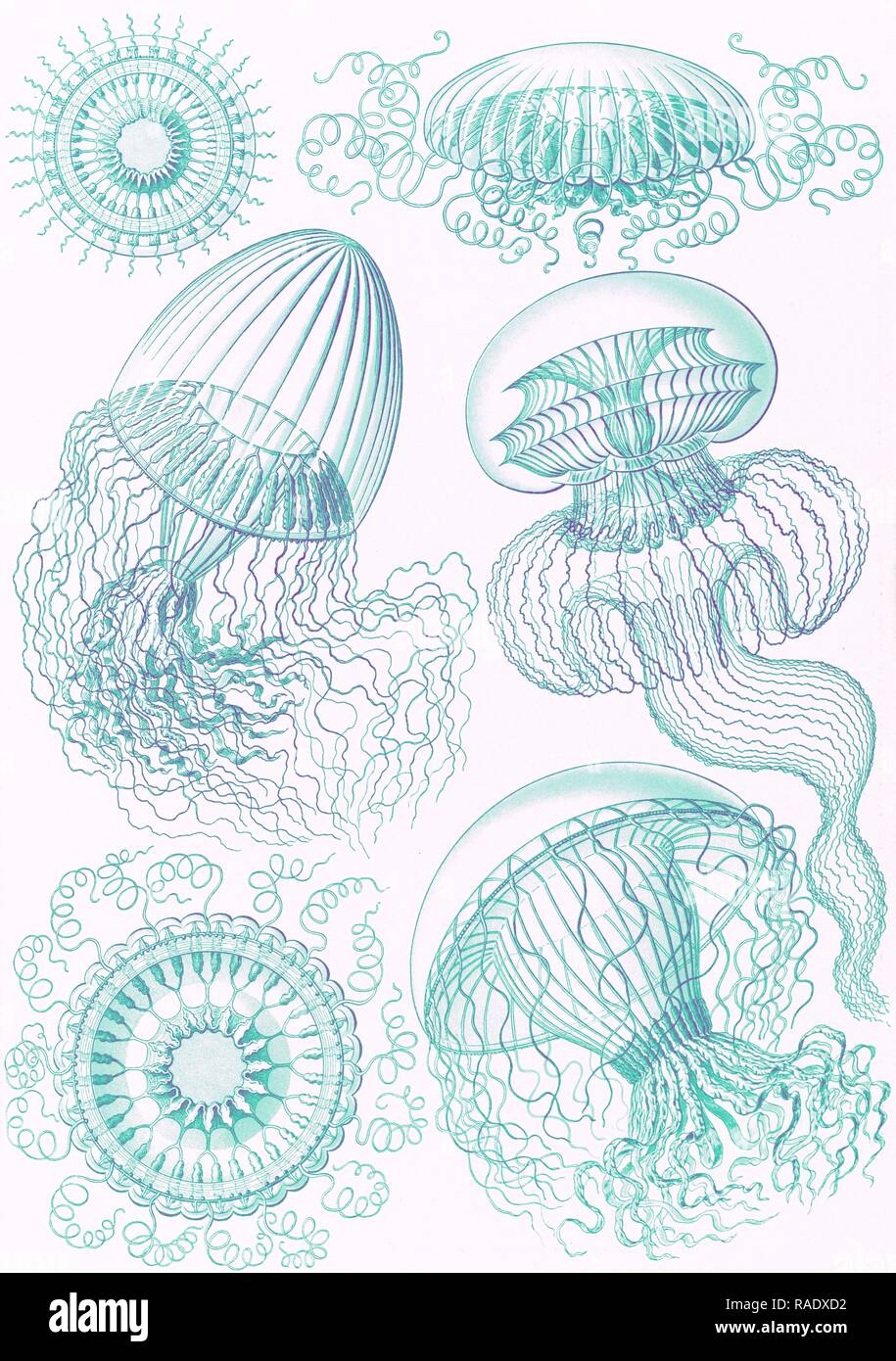 Illustration shows jellyfishes. Leptomedusae. - Faltenquallen, 1 print : color lithograph , sheet 36 x 26 cm., 1904 reimagined Stock Photo