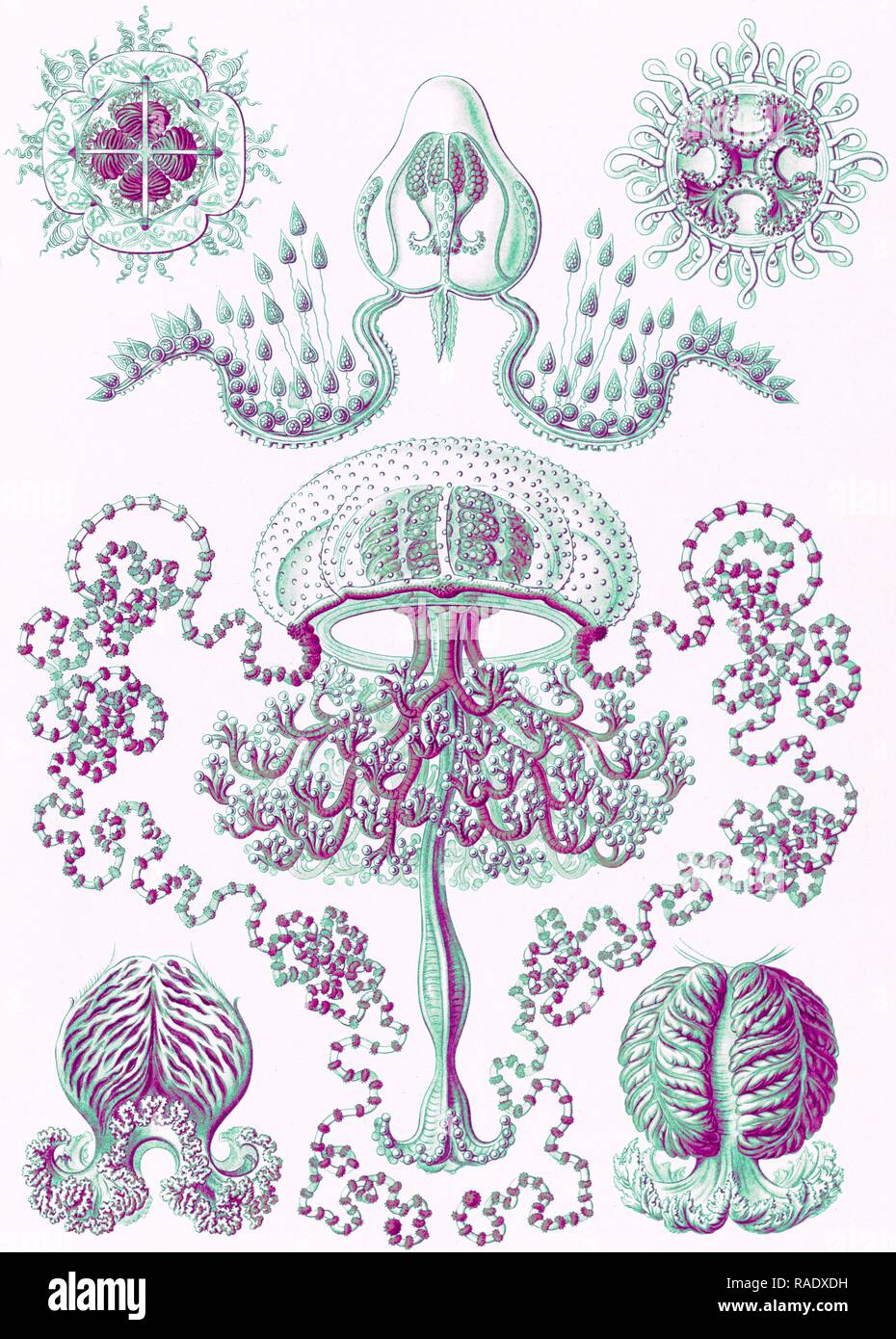 Illustration shows jellyfishes. Anthomedusae. - Blumenquallen, 1 print : color lithograph , sheet 36 x 26 cm., 1904 reimagined Stock Photo