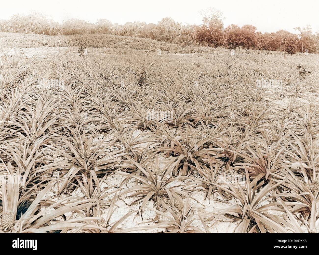 Pineapple field at Eden, Jackson, William Henry, 18431942, Pineapple
