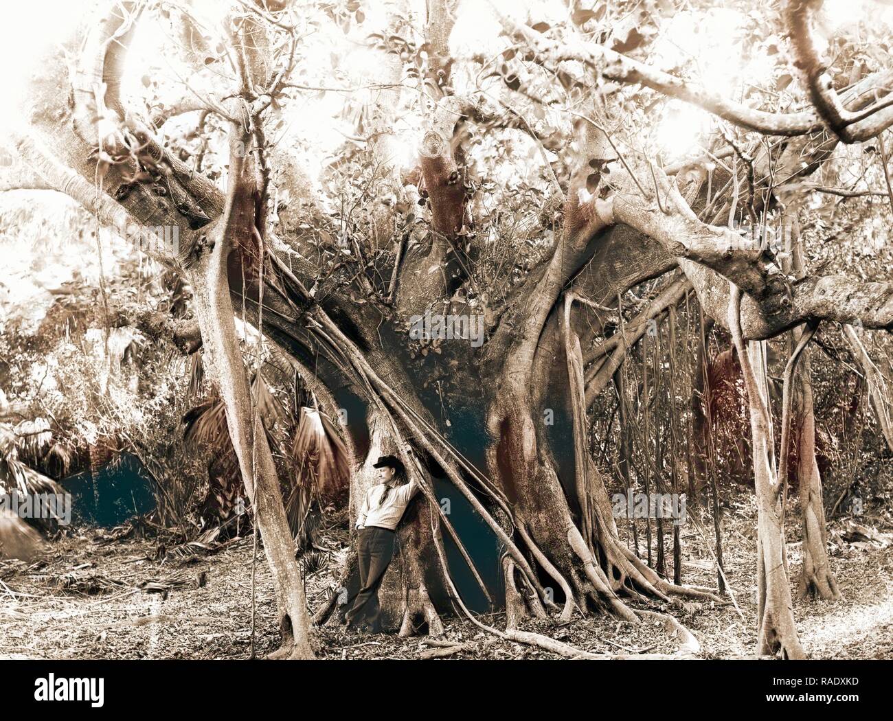 Rubber tree, Lake Worth, Fla, Jackson, William Henry, 1843-1942, Rubber  trees, United States, Florida, Lake Worth reimagined Stock Photo - Alamy