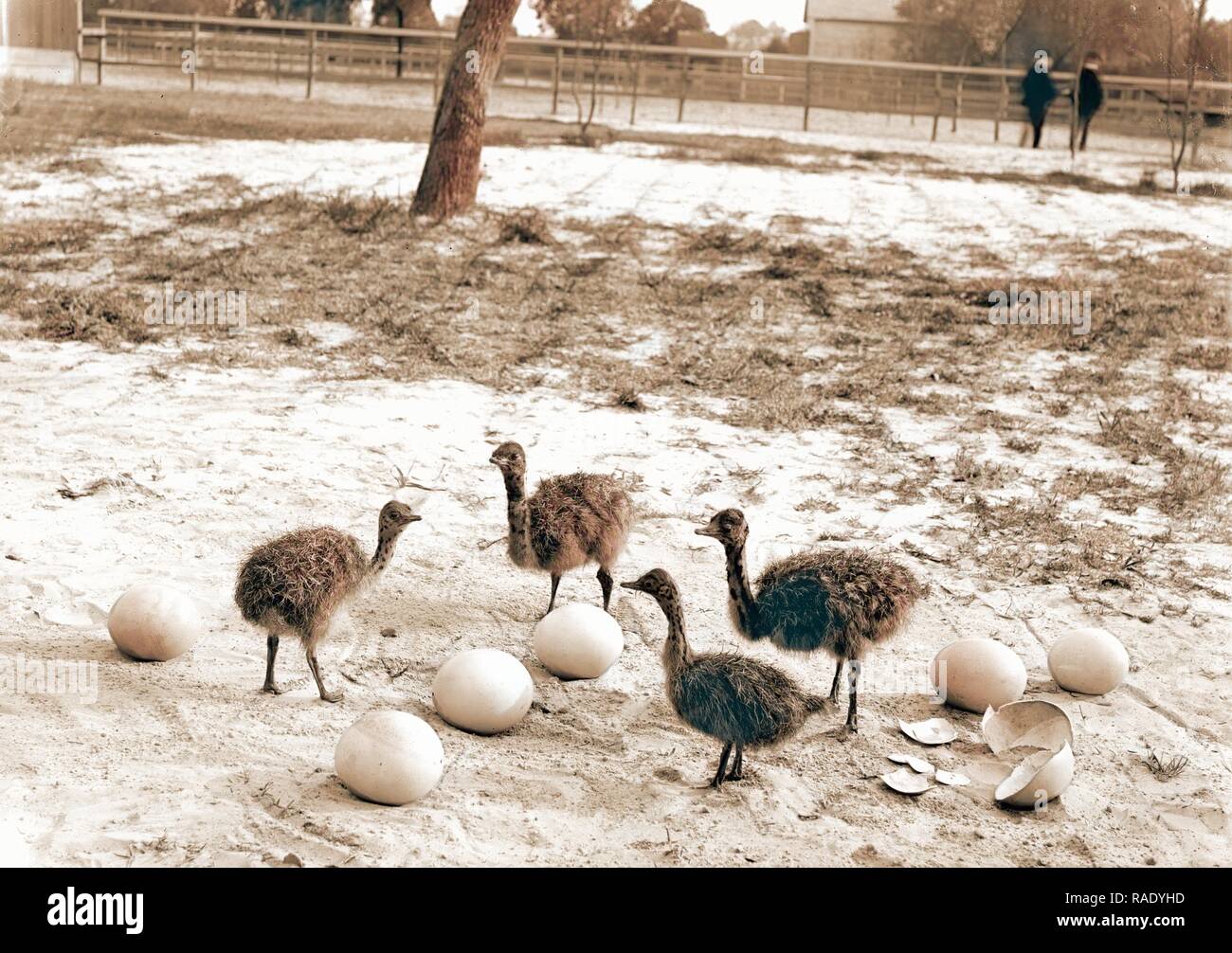 Ostrich farm, Hot Springs, Ark, Ostriches, United States, Arkansas, Hot Springs, 188. Reimagined by Gibon. Classic reimagined Stock Photo
