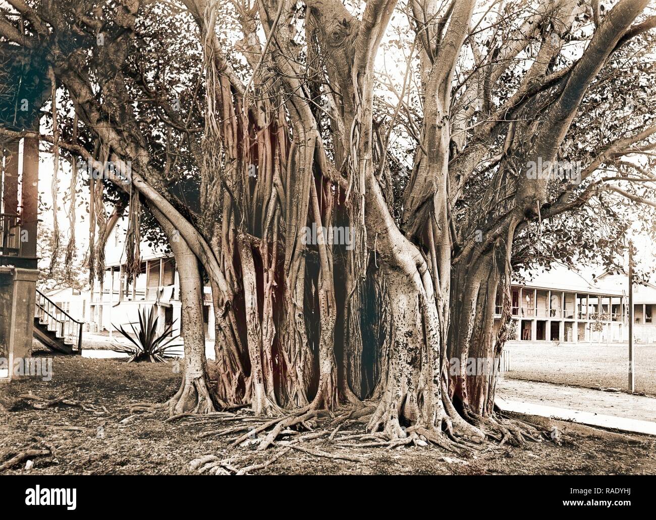 Rubber tree in U.S. barracks, Key West, Fla, Rubber trees, Barracks, United  States, Florida, Key West, 189 reimagined Stock Photo - Alamy