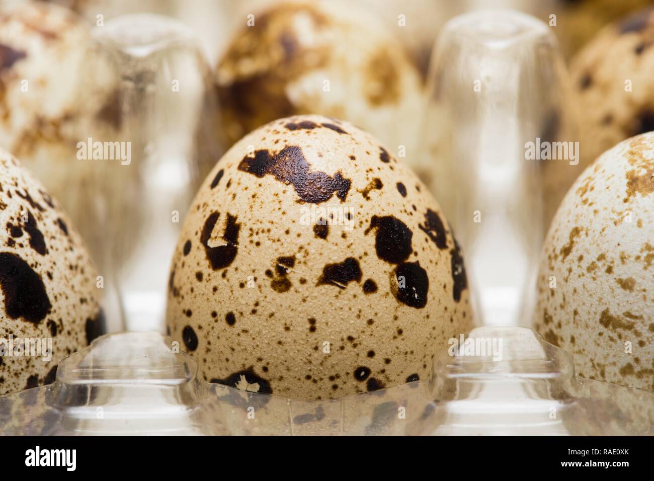several quail eggs close up shoot on a white Stock Photo