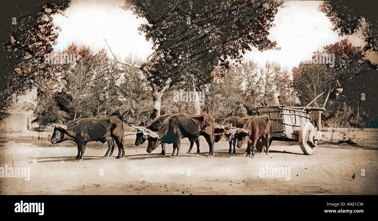 Mexican carreta, Chihuahua, Carriages & coaches, Covered wagons, Mexico ...