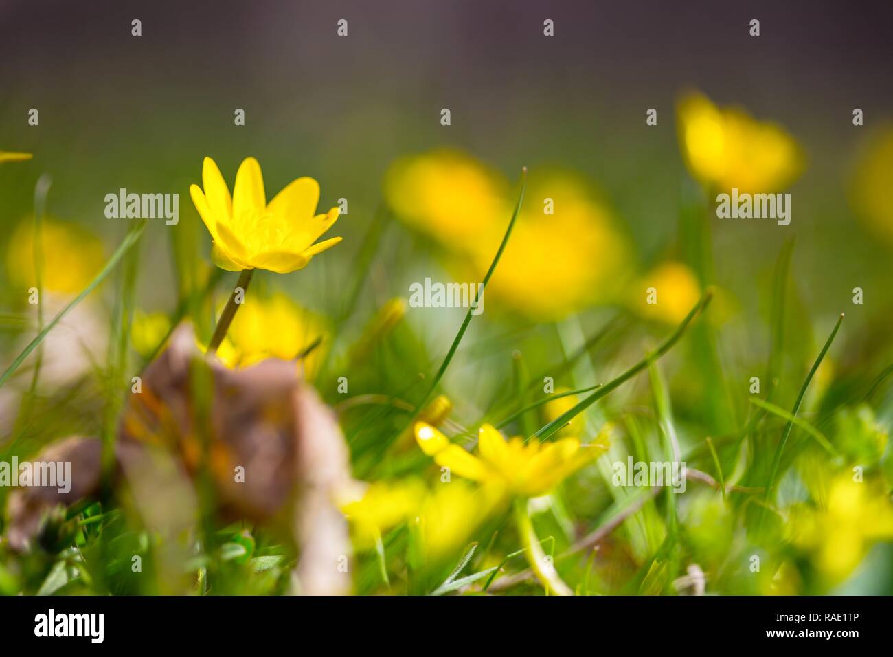 meadow with yellow flowers Stock Photo