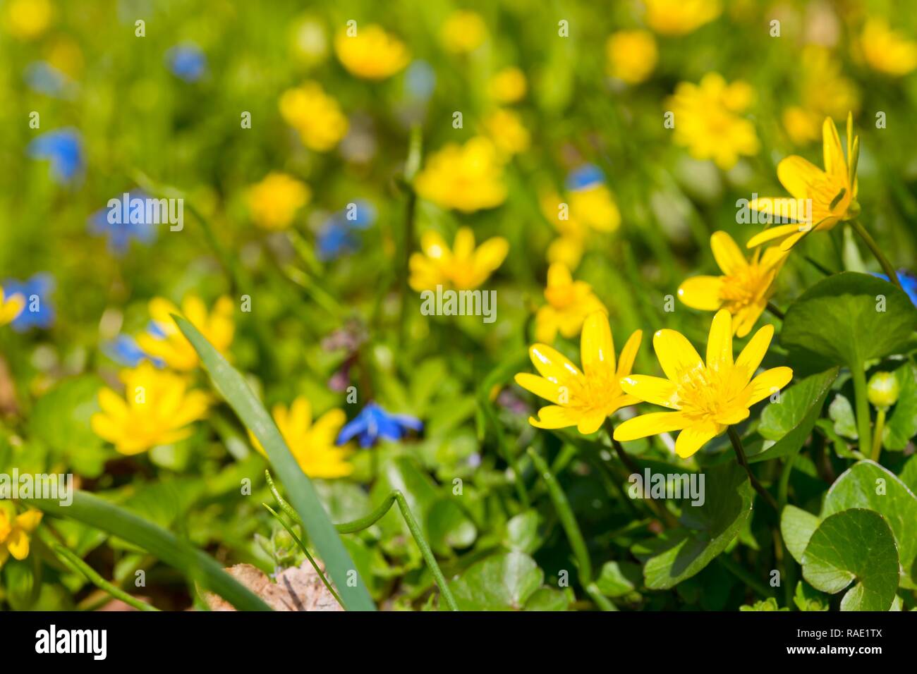 meadow with multicolored flowers Stock Photo