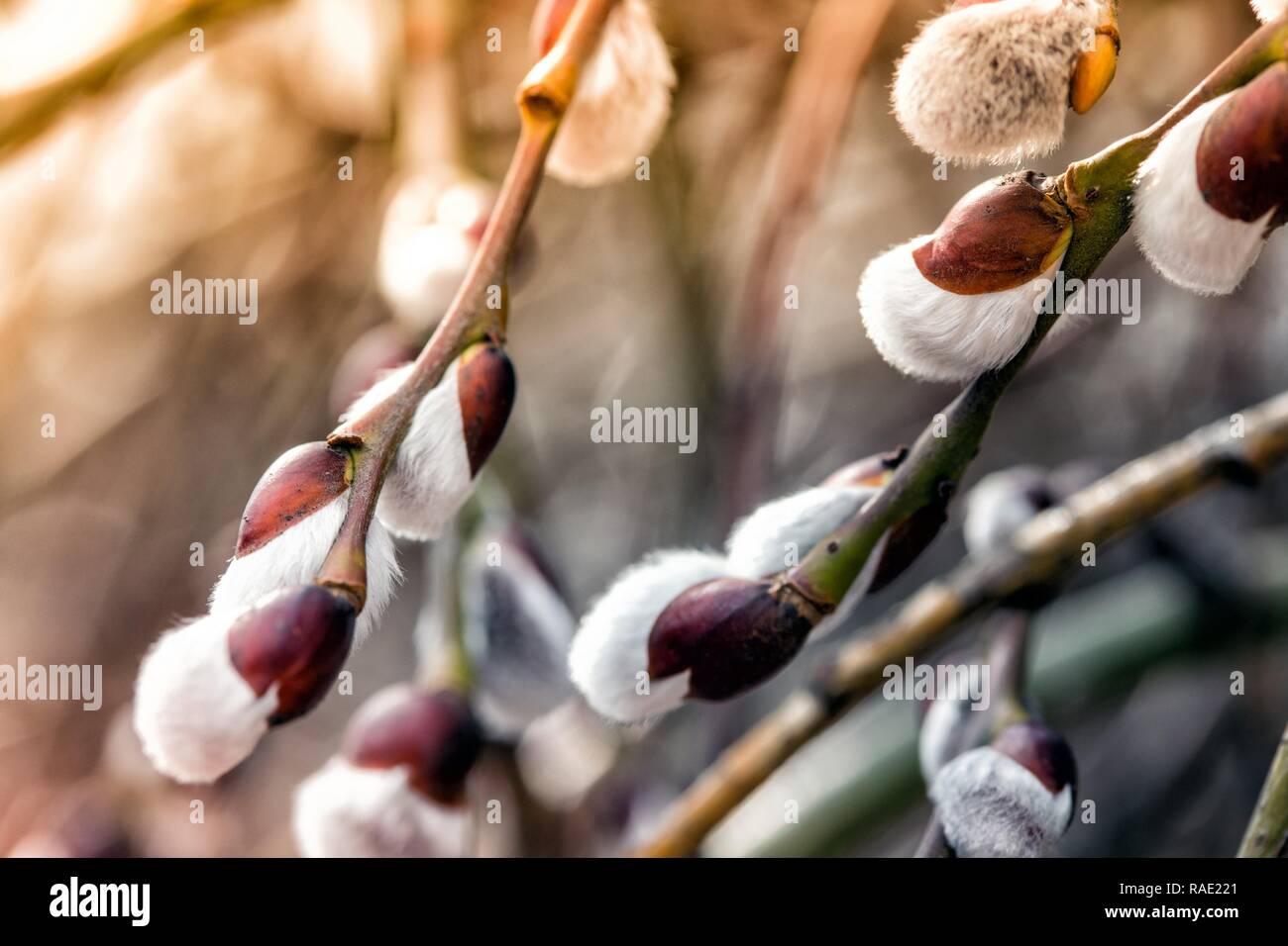 Tree branch with buds background spring stock photo alamy