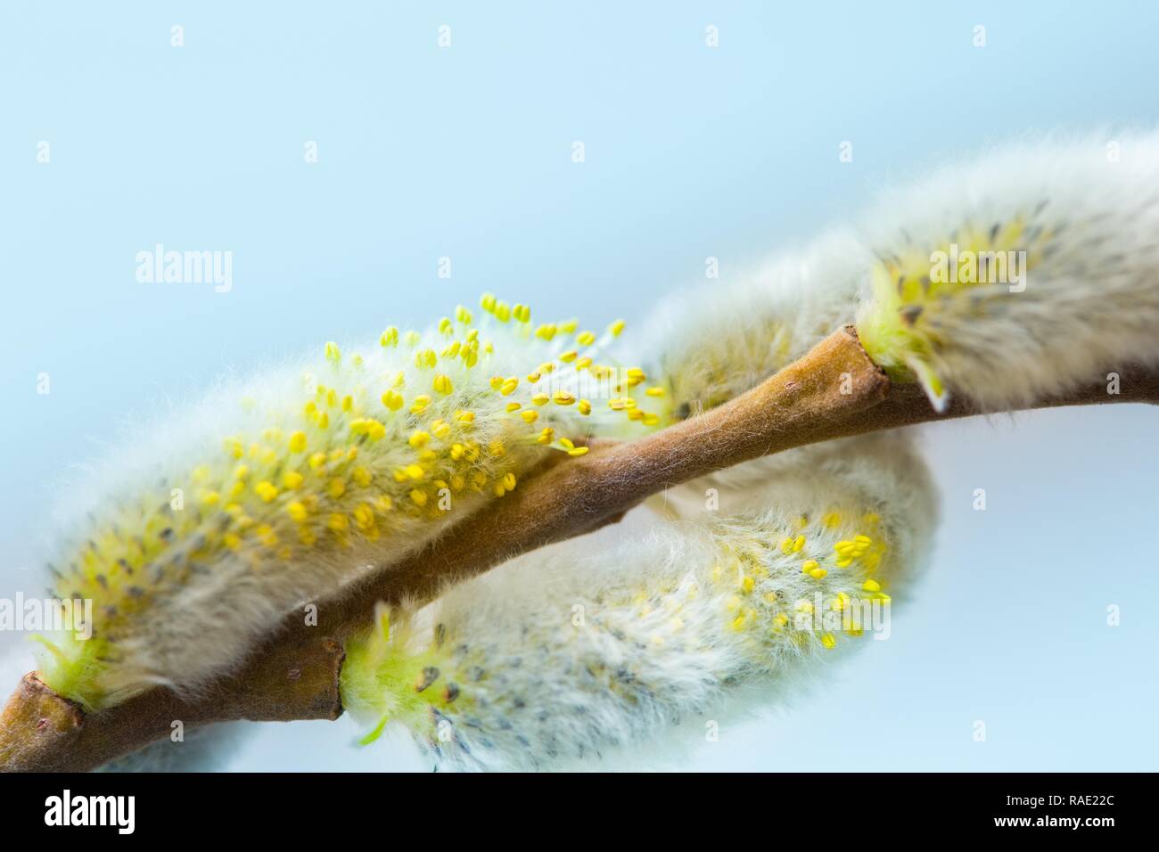 Tree branch with buds background spring stock photo alamy