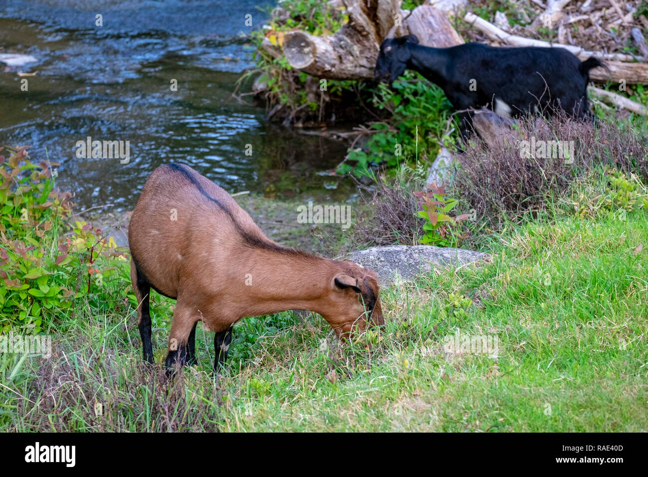 Goats being used to control weeds along a river bank in Hobart Tasmania Stock Photo