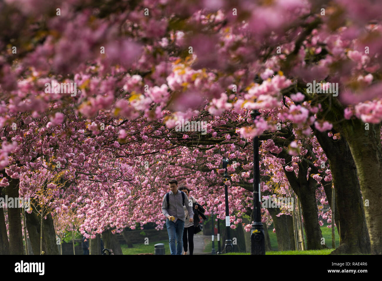 A view of rows of pink cherry blossom trees with two people walking beneath them provides a unique and memorable sight. Stray Rein, Harrogate, UK. Stock Photo