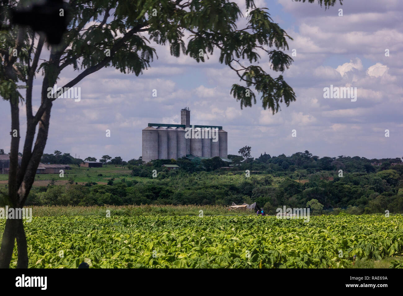 Tobacco farming in central Zimbabwe Stock Photo
