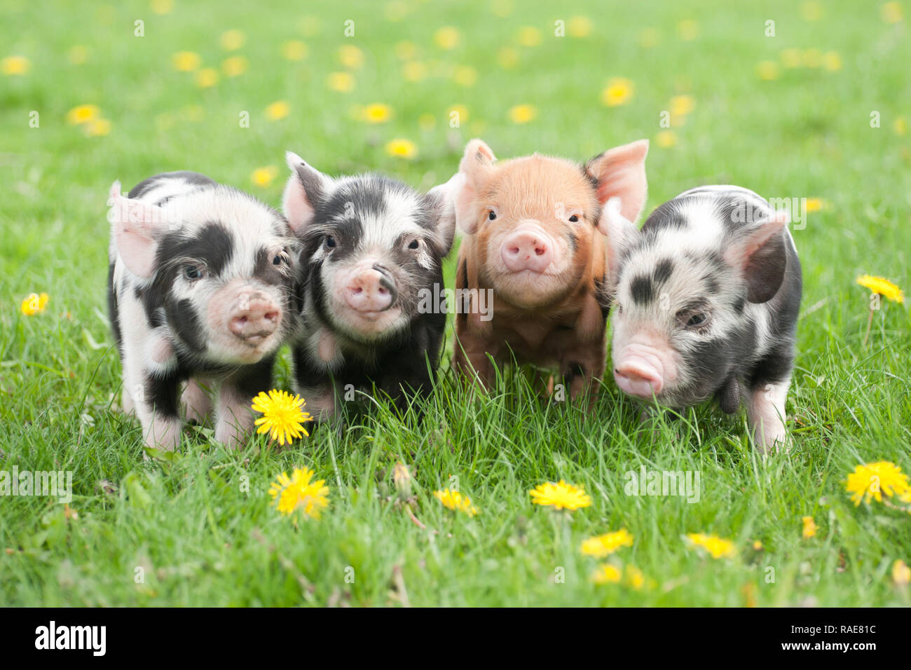Cute baby pig hi-res stock photography and images - Alamy