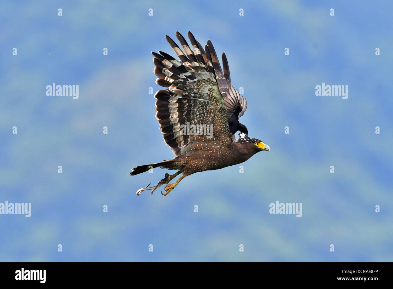 The black drongo lands on the eagle. WITNESS the amusing and bizarre ...