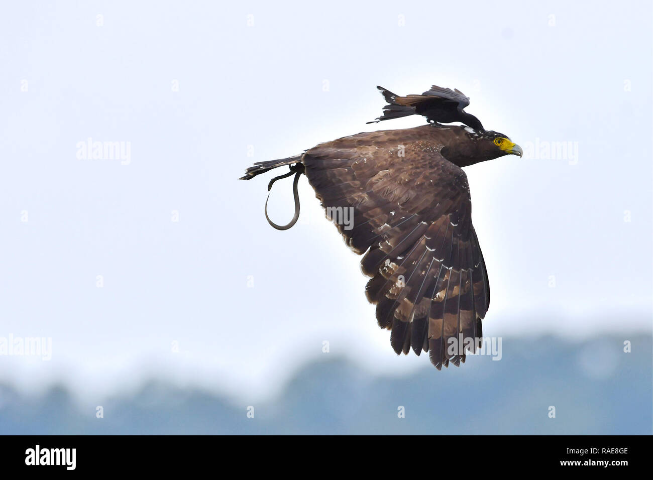 Taking a ride. WITNESS the amusing and bizarre moment a small but ...
