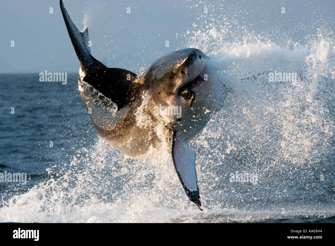 Breach. DRAMATIC images capture a huge 14 foot-long Great White shark hurtling through the air after it breached the water in search of a tasty meal.  Stock Photo