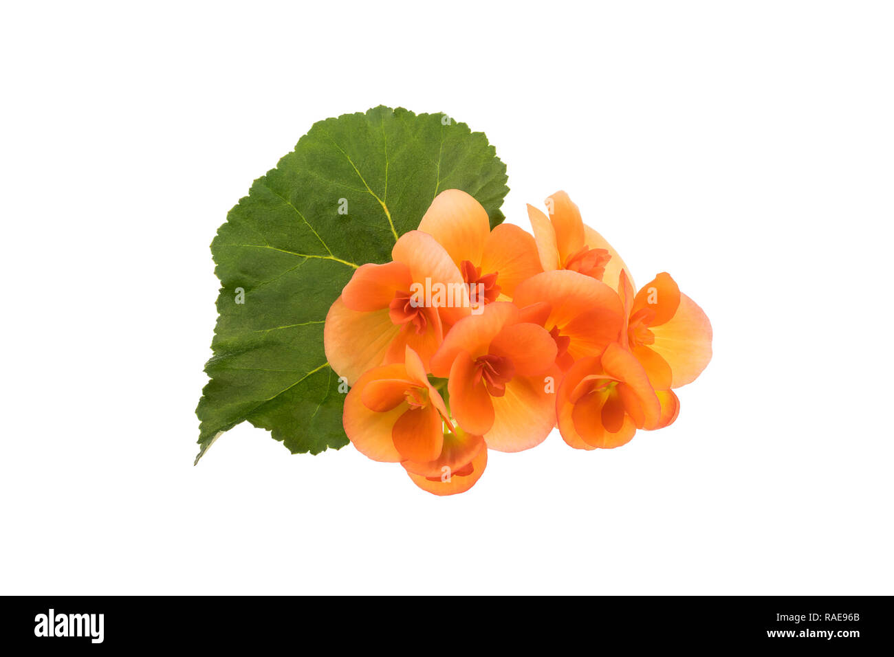 Orange Begonia flowers with green leaf isolated over white Stock Photo