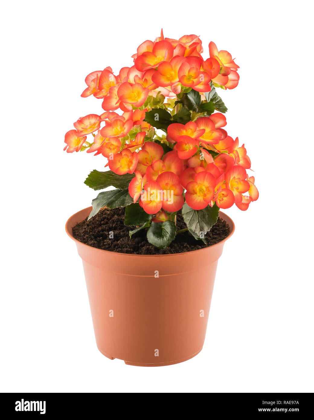 Red and yellow blossoming begonia in the brown flowerpot isolated on white background Stock Photo